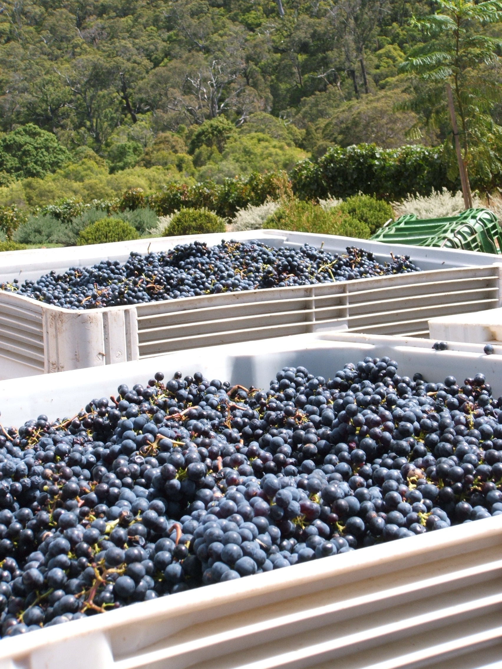 Grapes