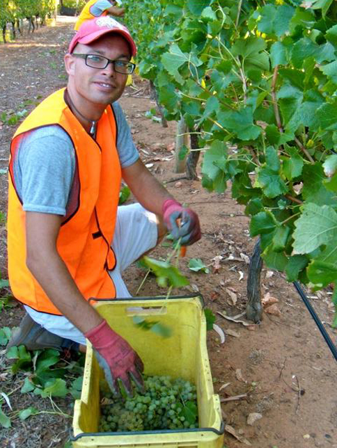 Viticulture_Labour_Hire_1