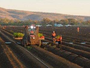 2022 packsaddle planting dji_0431